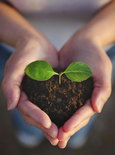 hnds heart plant 1
